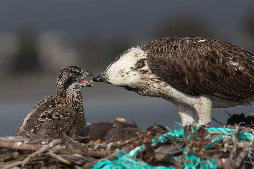 We have eggs, and chicks! - Friends of Osprey