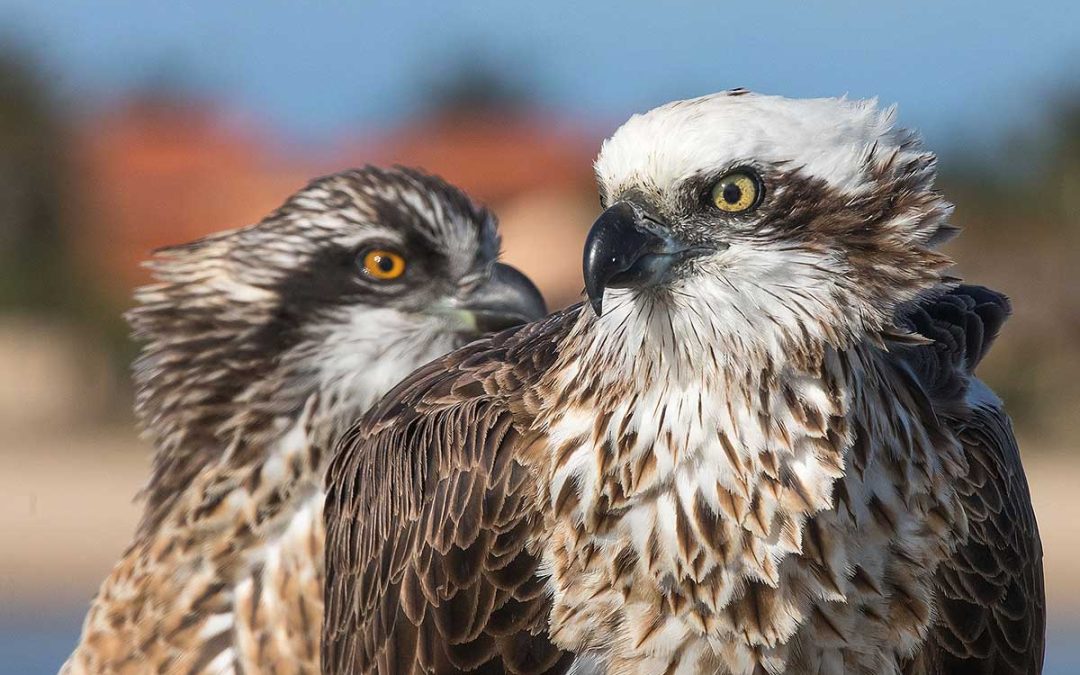 Friends of Osprey secures new round of support from the Carthew Foundation