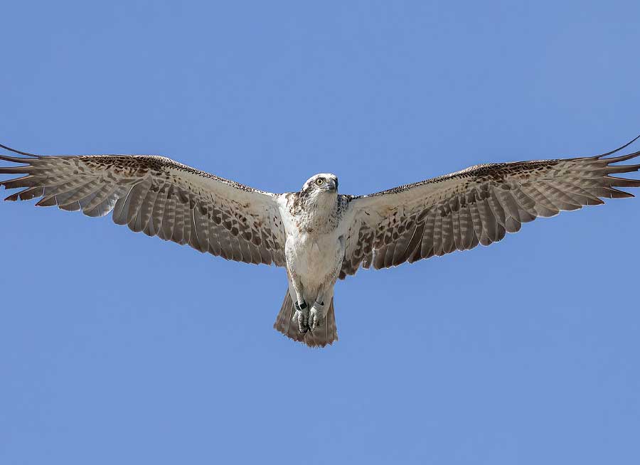 Friends of Osprey South Australia Friends of Osprey South Australia