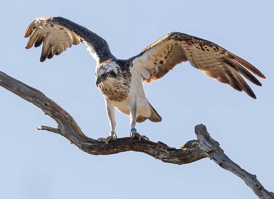 Friends of Osprey South Australia Friends of Osprey South Australia